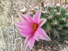 Mammillaria sheldonii