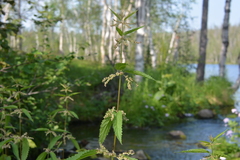 Urtica sondenii