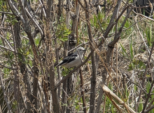 Daurian Starling (Agropsar sturninus), photo 2