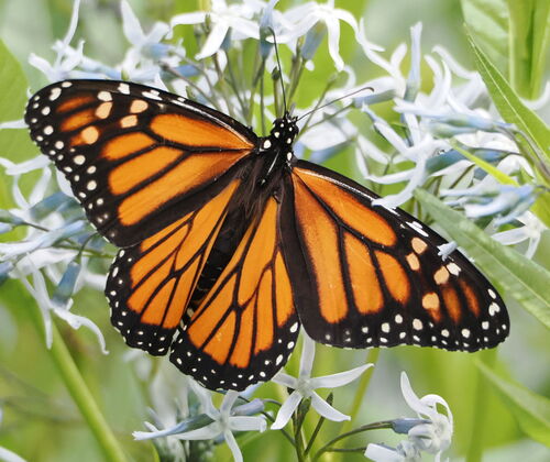 Monarch photographed in Indiana