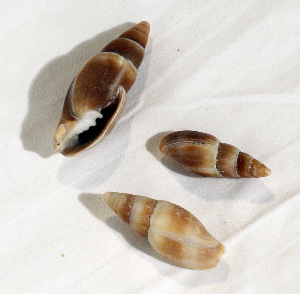 Isara chinensis