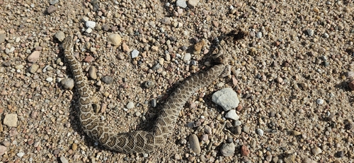 Western Massasauga