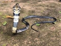 Naja savannula