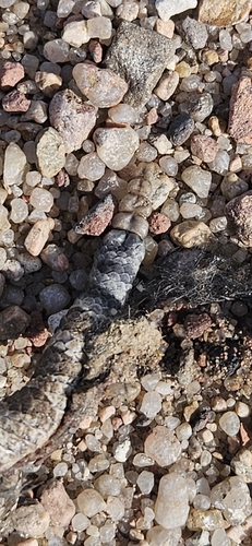 Western Massasauga
