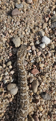 Western Massasauga