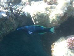 Gomphosus klunzingeri