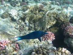 Gomphosus klunzingeri