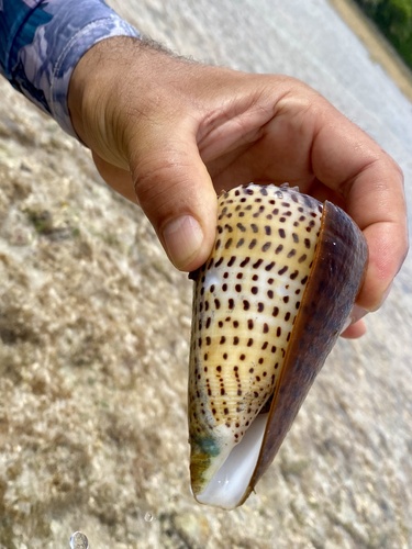 Conus observed 2026-05-02