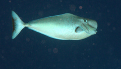 Naso tonganus