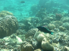 Gomphosus klunzingeri