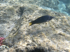 Gomphosus klunzingeri