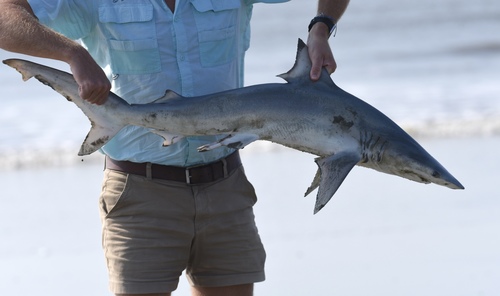 Finetooth shark (Carcharhinus isodon) — Carcharhinidae