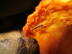 Glyphidops flavifrons