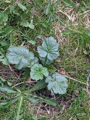 Geum