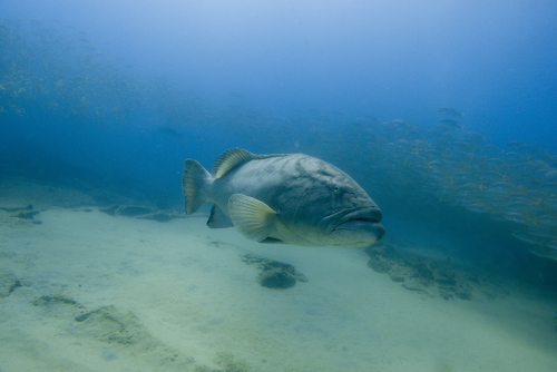Grouper (Mycteroperca jordani) — Serranidae