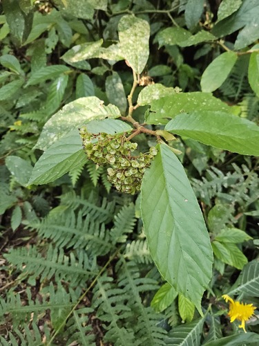 Begonia arborescens, 2026-02-13