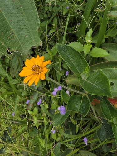 Yellow Cosmos