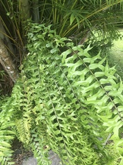 Nephrolepis falcata