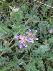 Astragalus gilensis