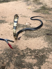 Naja savannula