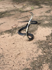 Naja savannula