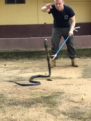 Naja savannula