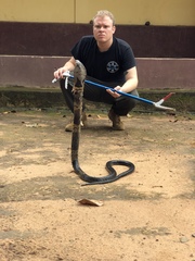 Naja savannula