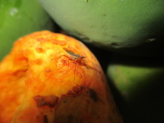 Glyphidops flavifrons