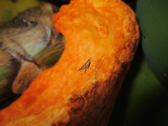 Glyphidops flavifrons