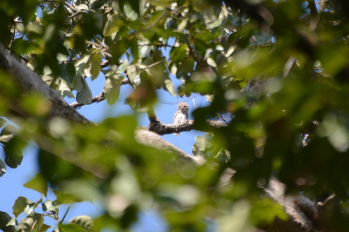 Forest Owlet (Athene blewitti), photo 4