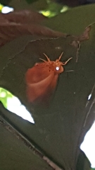 Bibasis harisa consobrina