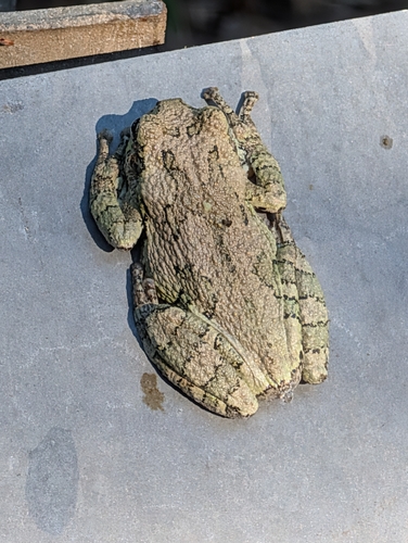 Gray Treefrog Species Complex