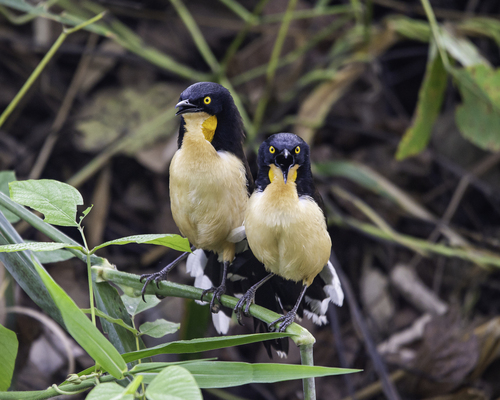 Black-capped Donacobius