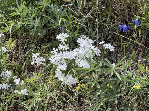Phlox speciosa, photograph 5