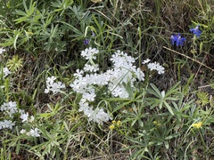 Phlox speciosa, photograph (c) James H. Thomas, some rights reserved (CC BY)