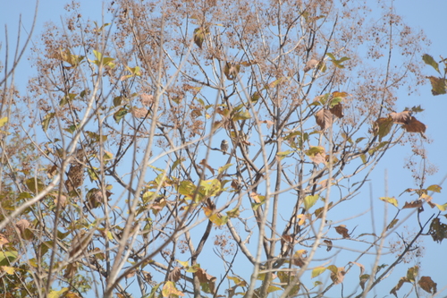 Forest Owlet (Athene blewitti), photo 5