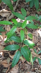 Polyscias diversifolia