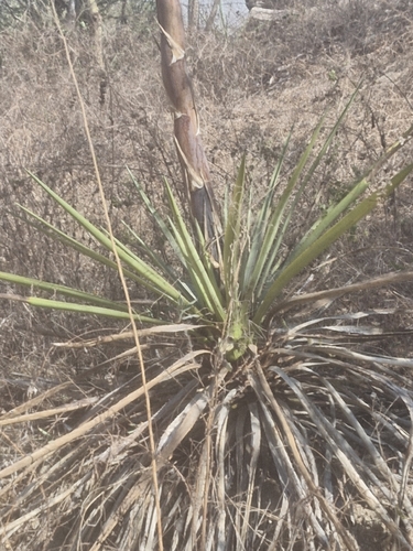 Agave vivipara