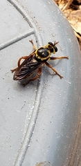 Laphria saffrana
