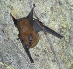 Peropteryx