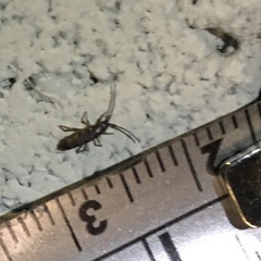 Tomocerus minor