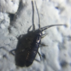 Tomocerus minor