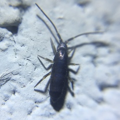 Tomocerus minor
