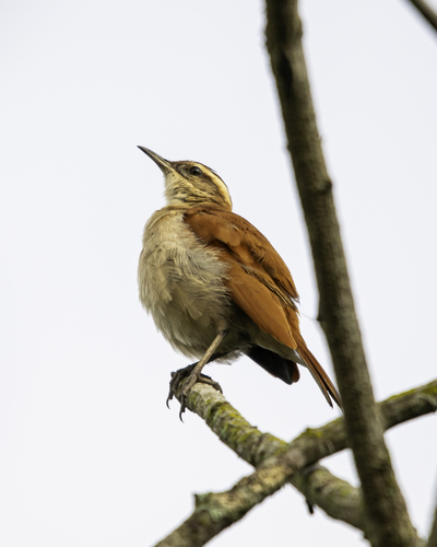 Wing-banded Hornero
