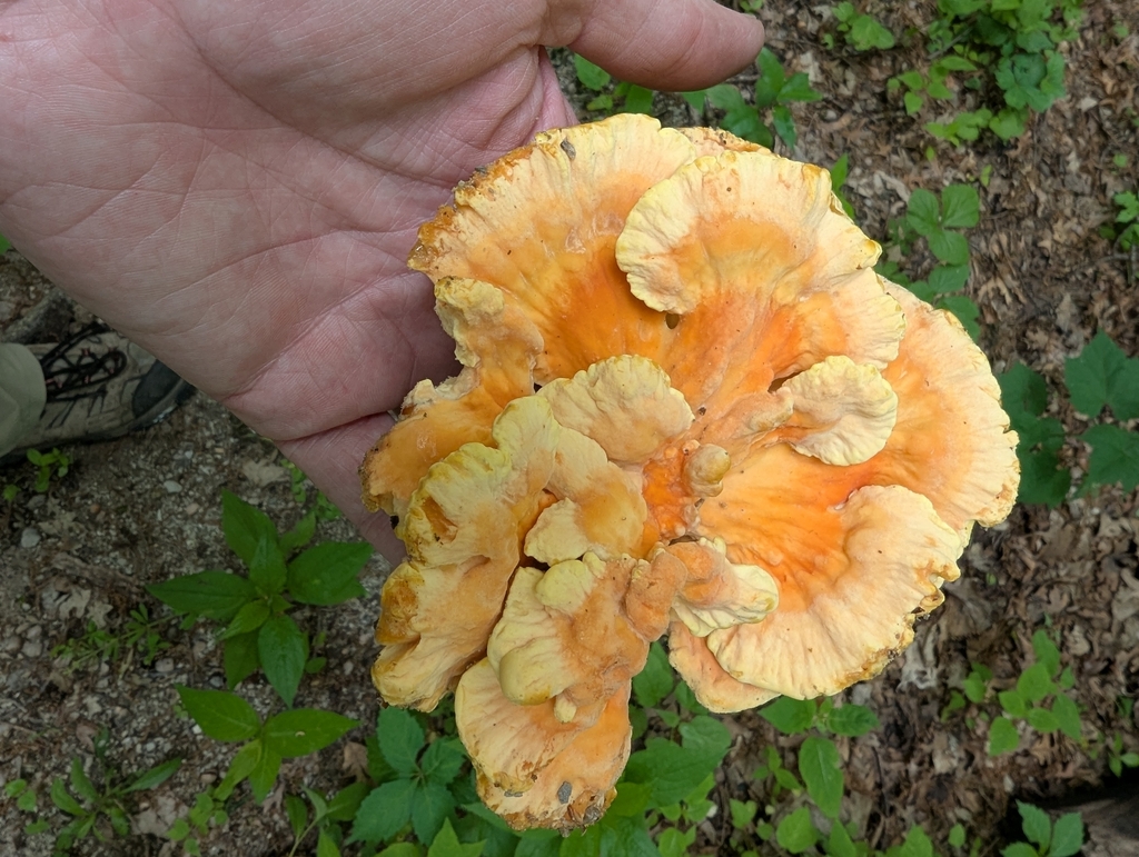 chicken of the woods · May 2026 · photo: Photo: (c) Robert M Hallock, some rights reserved (CC BY) · iNaturalist