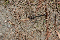 Phanogomphus lividus