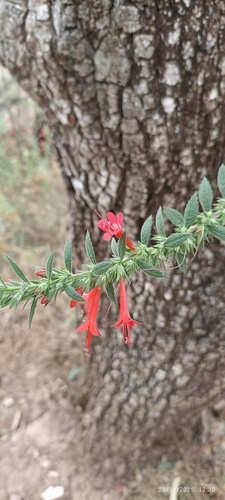 Loeselia mexicana, photograph 3