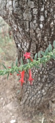 Loeselia mexicana, photograph author not stated, no rights reserved