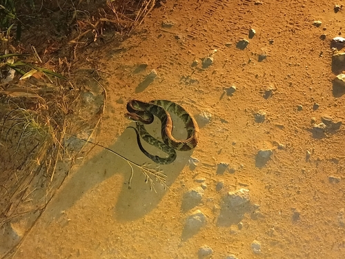 Yarará Lancehead
