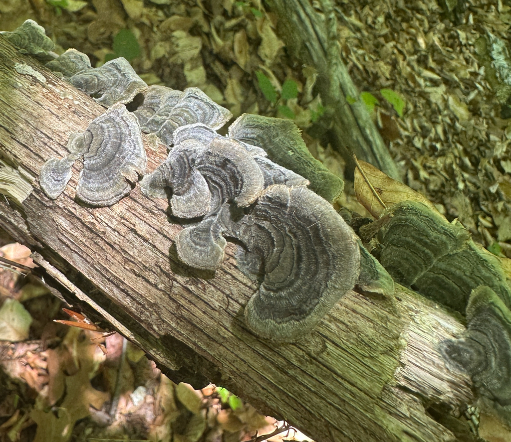 turkey-tail · May 2026 · photo: Photo: (c) Ana Ka'ahanui, some rights reserved (CC BY) · iNaturalist